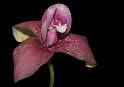 orchideenschau